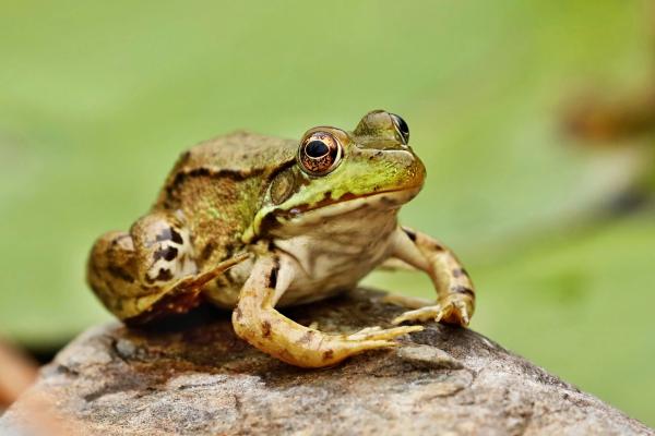 Can an imperiled frog stop oil drilling…