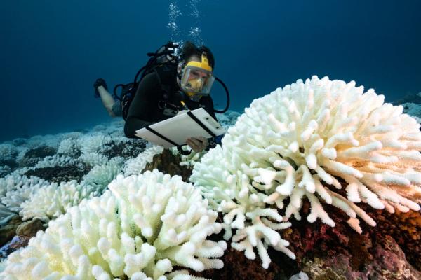Coral Reefs in French Polynesia Are&hellip;