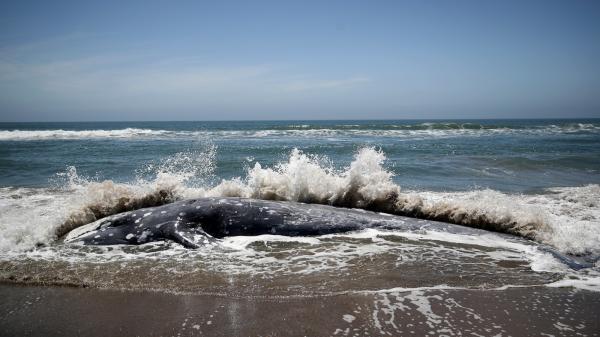 Gray whales are starving as the Arctic&hellip;