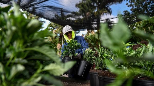 America’s houseplants come at a steep…