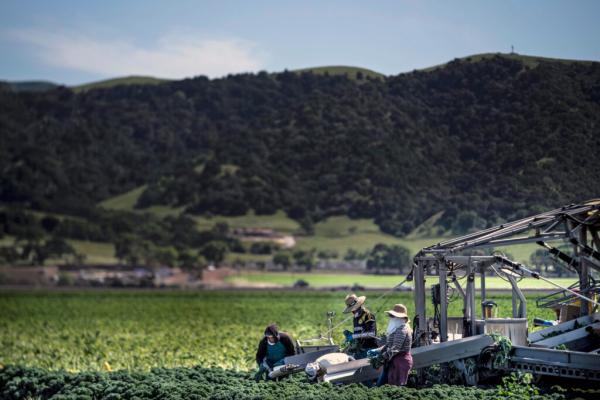 Pesticides in Your Produce? Probably.