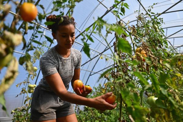 Climate change is weakening staple foods…
