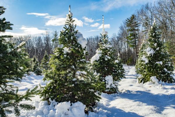 Climate Change Is Threatening Christmas&hellip;