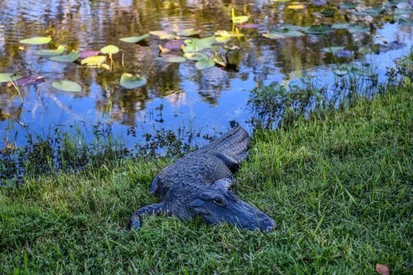 From Displacing Alligators to Stranding…