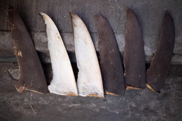 China’s Shark Finning Could Lead to US&hellip;
