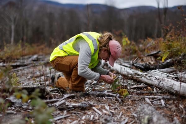 A Vermont Forest Tries a New Model of…