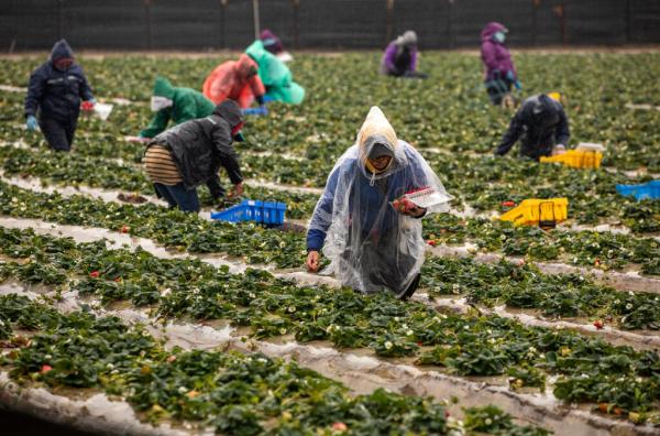 photo of EPA Thought Industry-Funded Scientists Could Support Its Conclusion that a Long-Regulated Pesticide Is Not a Cancer Risk image