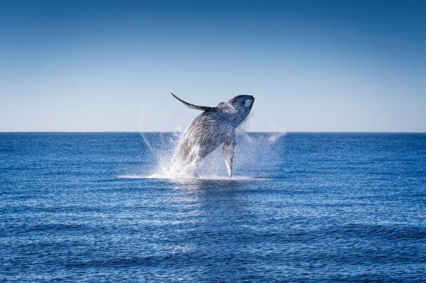 Whale and Dolphin Migrations are Being…
