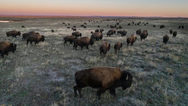 Trump Administration Targets Bison on&hellip;