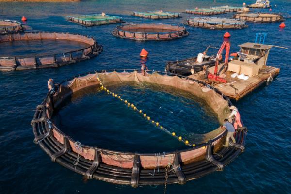 Greeks Challenge EU-Backed Fish Farms…