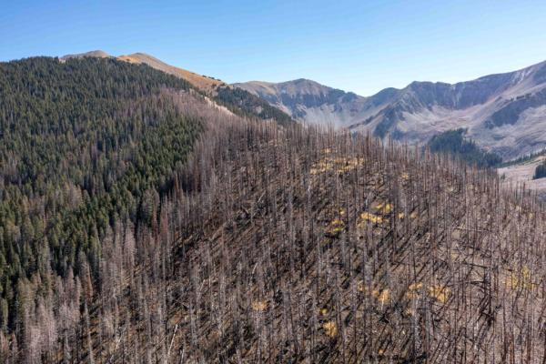 photo of Across Ecosystems, Dead Organisms Help Shape the Living World image