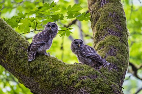 photo of As the Federal Government Proposes a Plan to Cull Barred Owls in the West, the Debate Around ‘Invasive’ Species Heats Up image