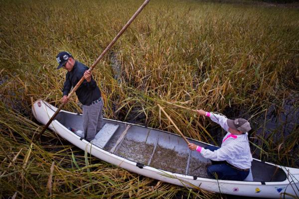 Wild Rice Faces Numerous Threats—and Has Determined&hellip;