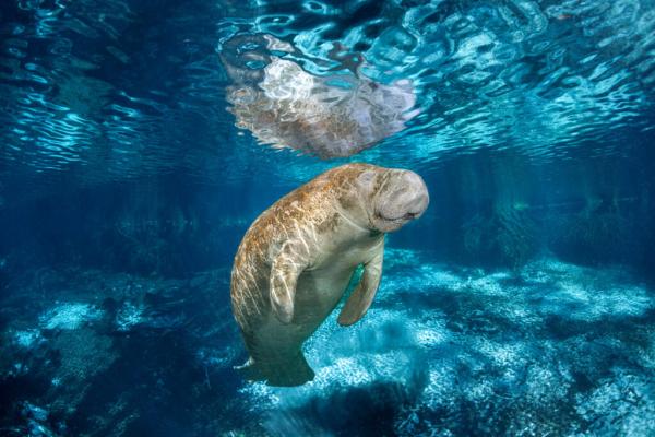 Florida Manatees Retain Threatened…