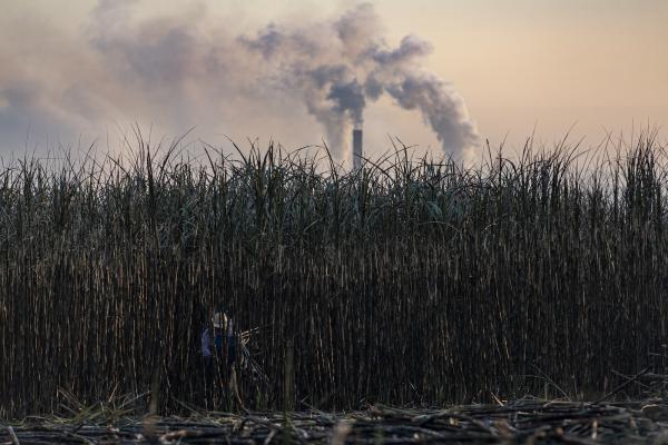 COP30’s biofuel gamble could cost the…