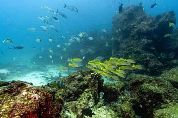 A Turning Point for the Ocean: What the…