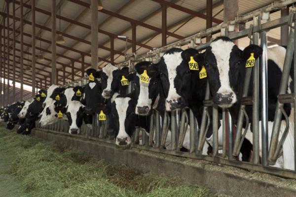 There Are 10 Million Tons of Manure&hellip;