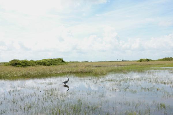 photo of ‘Forever Chemicals’ Represent New Environmental Threat for Florida’s Fragile Everglades image