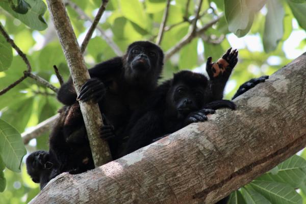 Heat is Killing Wildlife Across the&hellip;