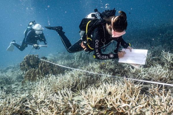 Sewage Is Threatening Coral Reefs Around&hellip;