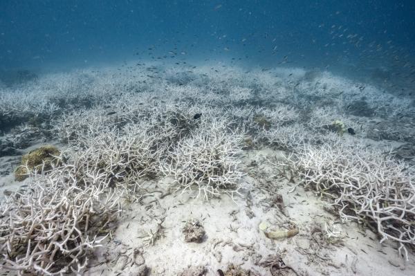 Corals are disappearing, pushing Earth…