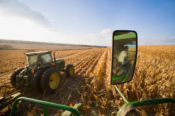 Growing ‘Continuous Corn’ Drives…