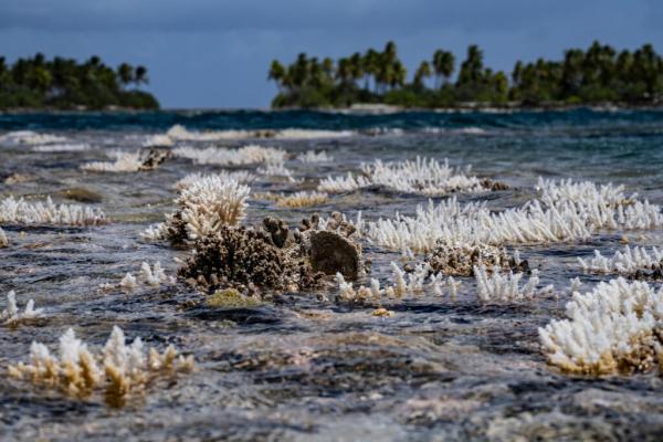 US Government Is Accelerating Coral Reef&hellip;
