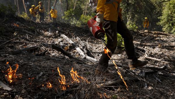 How controlled burns can help save&hellip;