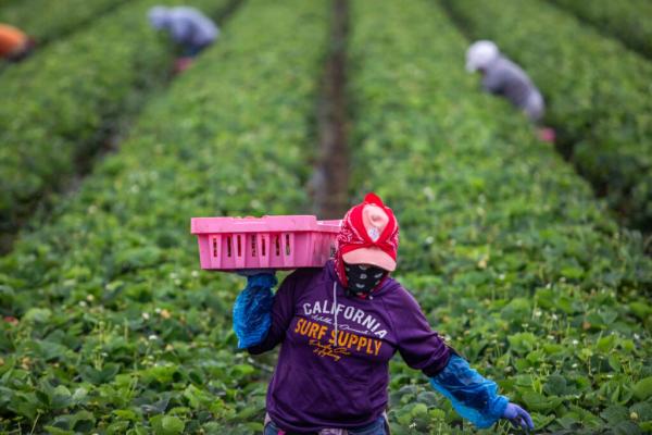 California Updates Pesticide Alert…