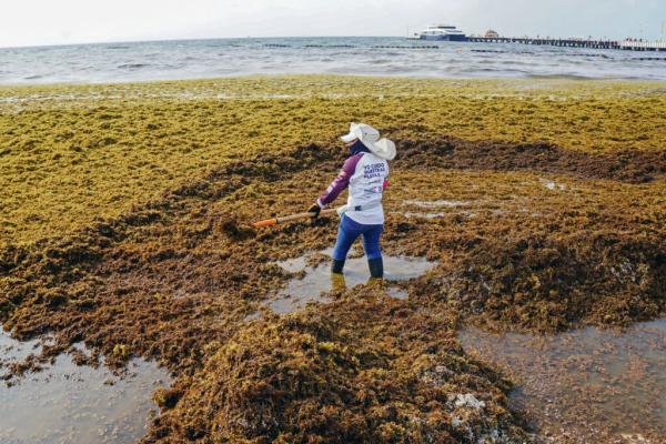 Why Beaches Are Swamped With Sargassum,&hellip;