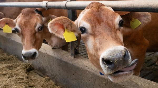 In Denmark, sick cows and a lot of&hellip;