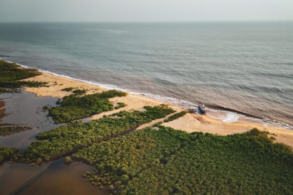 Mangrove Forests Fight Climate&hellip;