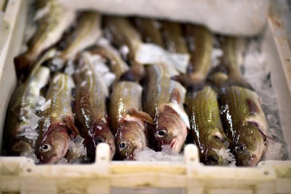 Britain’s Most Iconic Fish Nears&hellip;