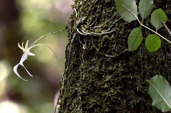 photo of Trump Administration Suggests Listing Florida’s Elusive Ghost Orchid as Endangered image