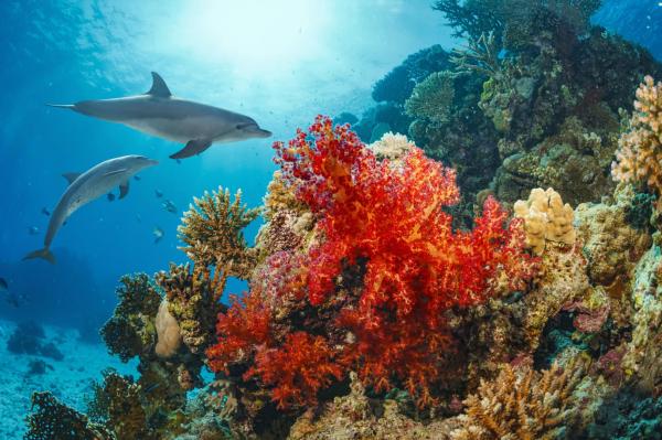 2025 UN World Oceans Day Highlights…