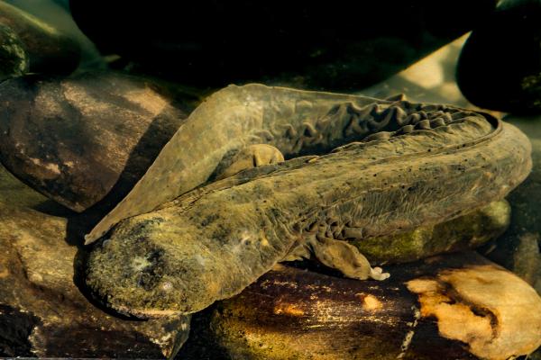 Appalachia’s iconic salamander was slated for federal&hellip;