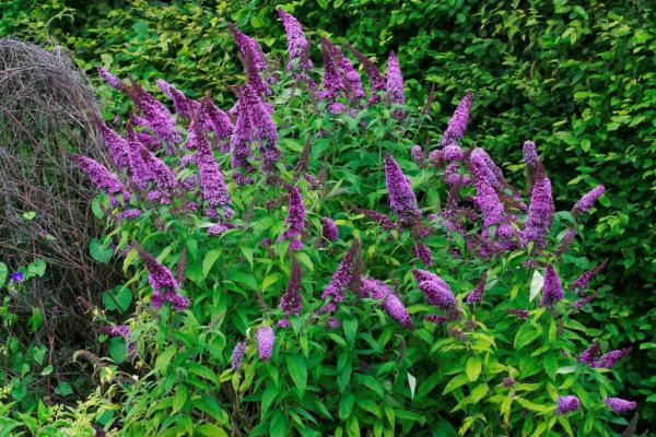 Trump Cuts Could Hinder Efforts to Stop…