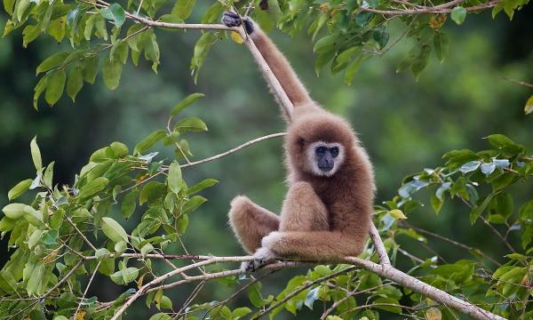 International Gibbon Day: Spotlighting…