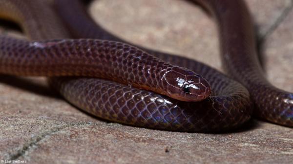 Can Singapore rewild its lost reptiles?