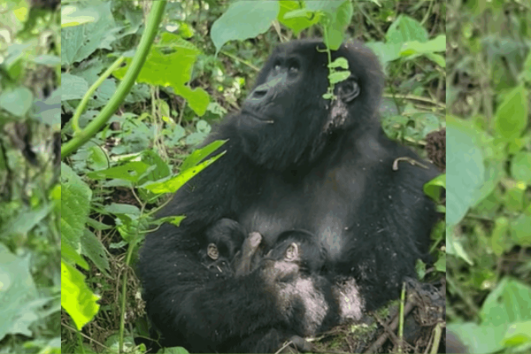 Twin infant mountain gorillas born in&hellip;