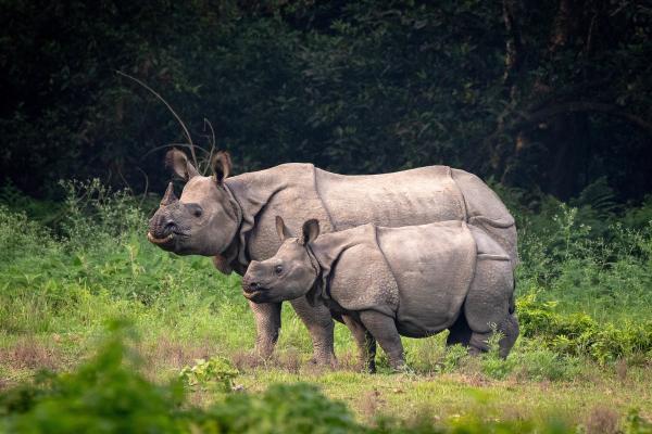 Nepal’s Rhino translocation success in&hellip;