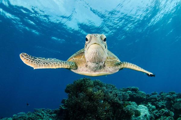 Scientists warn ocean-based climate…
