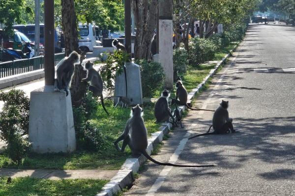 Sri Lanka monkey survey sparks…