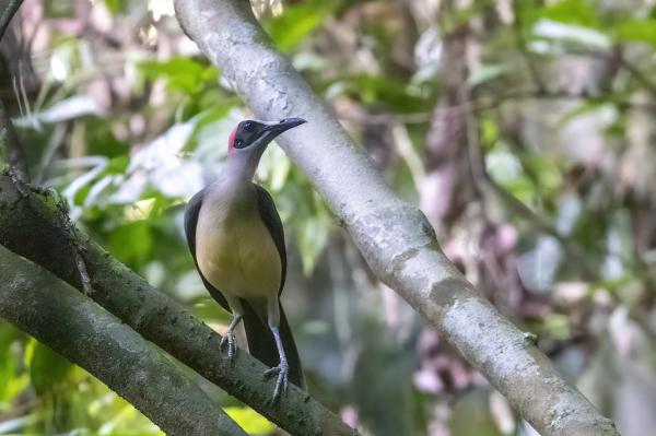Rare bird finding strengthens case to&hellip;