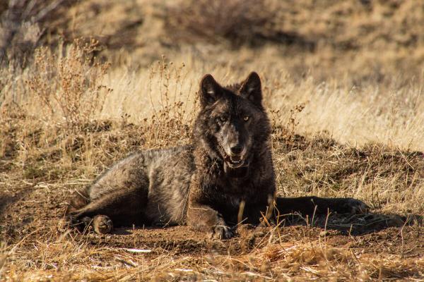 Wolves’ continued spread in California…