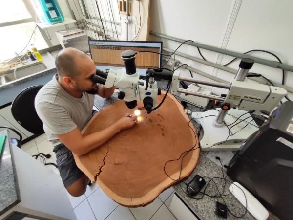 Amazon tree rings reveal more intense&hellip;