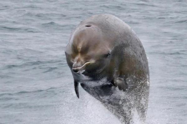 A rare bright spot for whales: Decades…