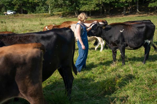 Feeding Cows Seaweed Could Cut Methane…