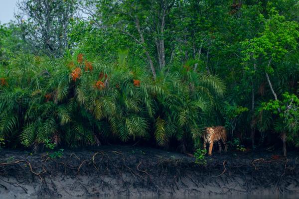 Photos: Mangrove photography awards…