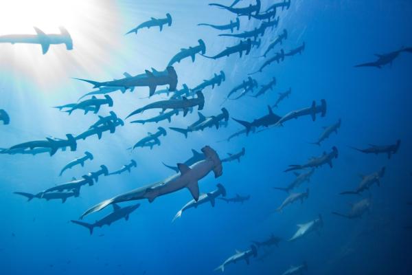 World’s largest shark conference is&hellip;